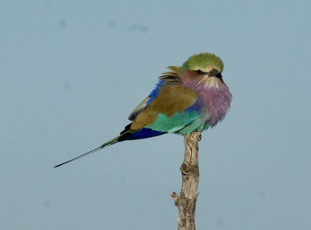 Lilac-breasted Roller - ML619331016