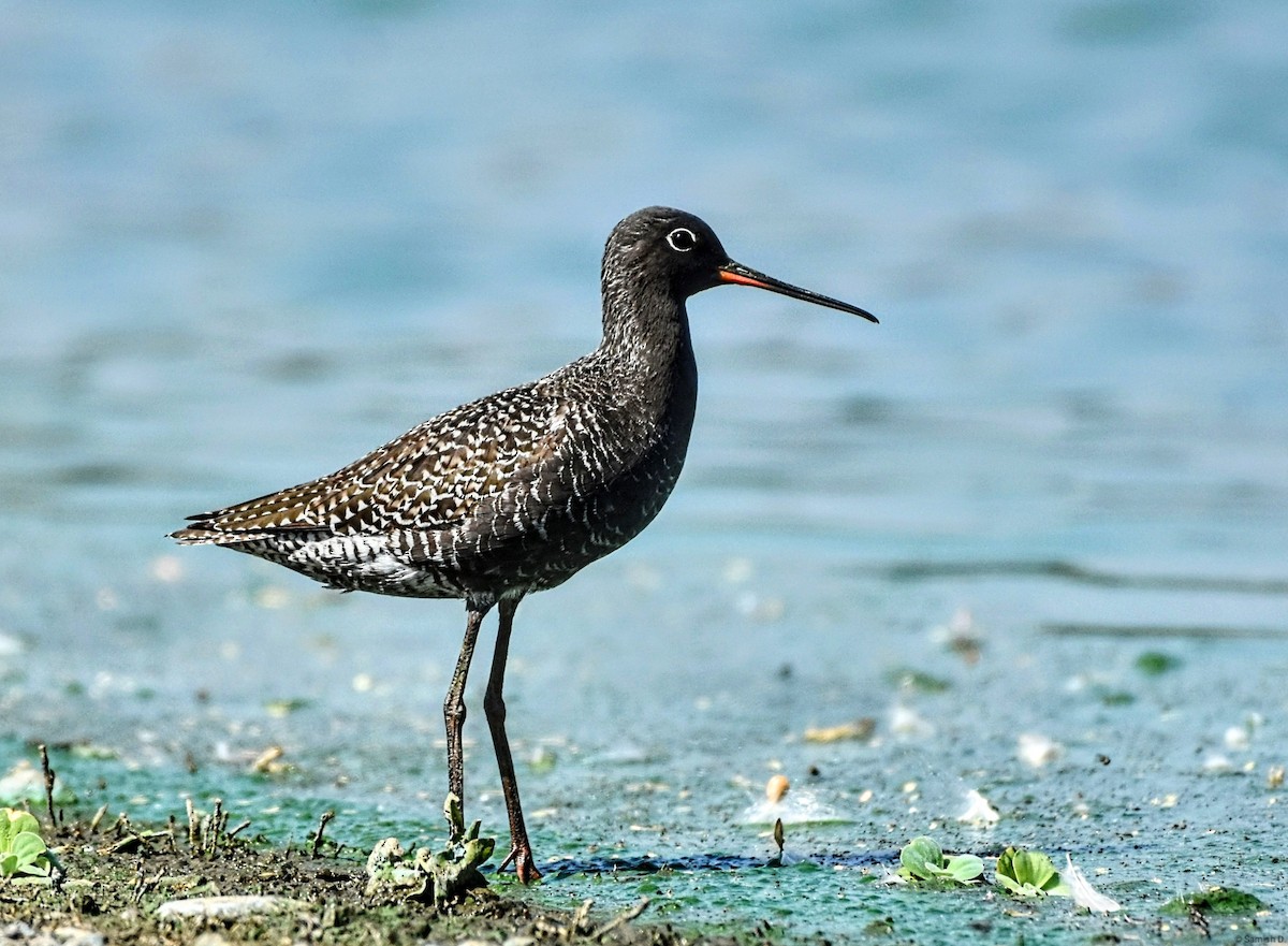 Spotted Redshank - ML619331032