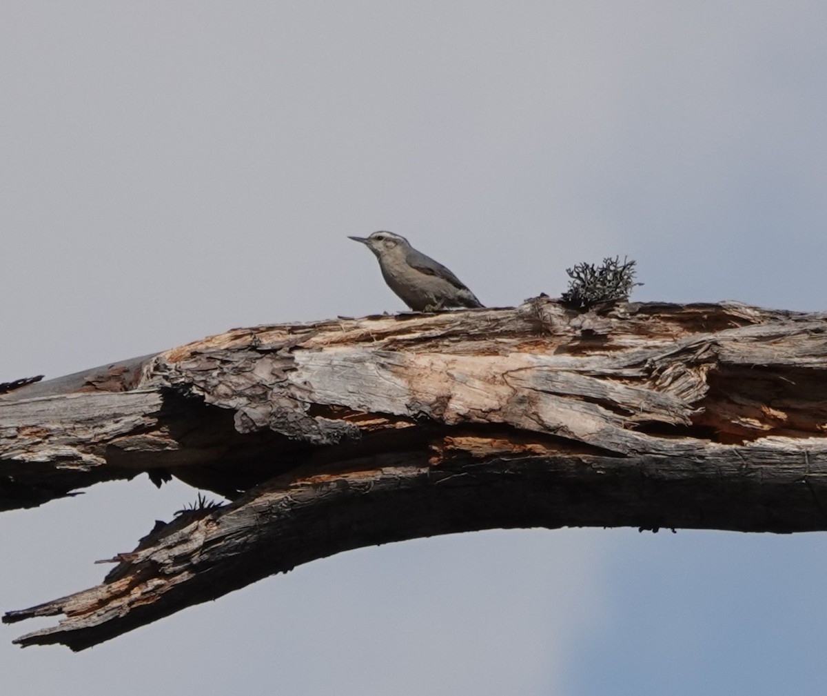 Corsican Nuthatch - ML619331040