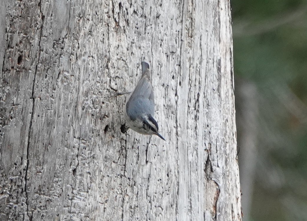 Corsican Nuthatch - ML619331041