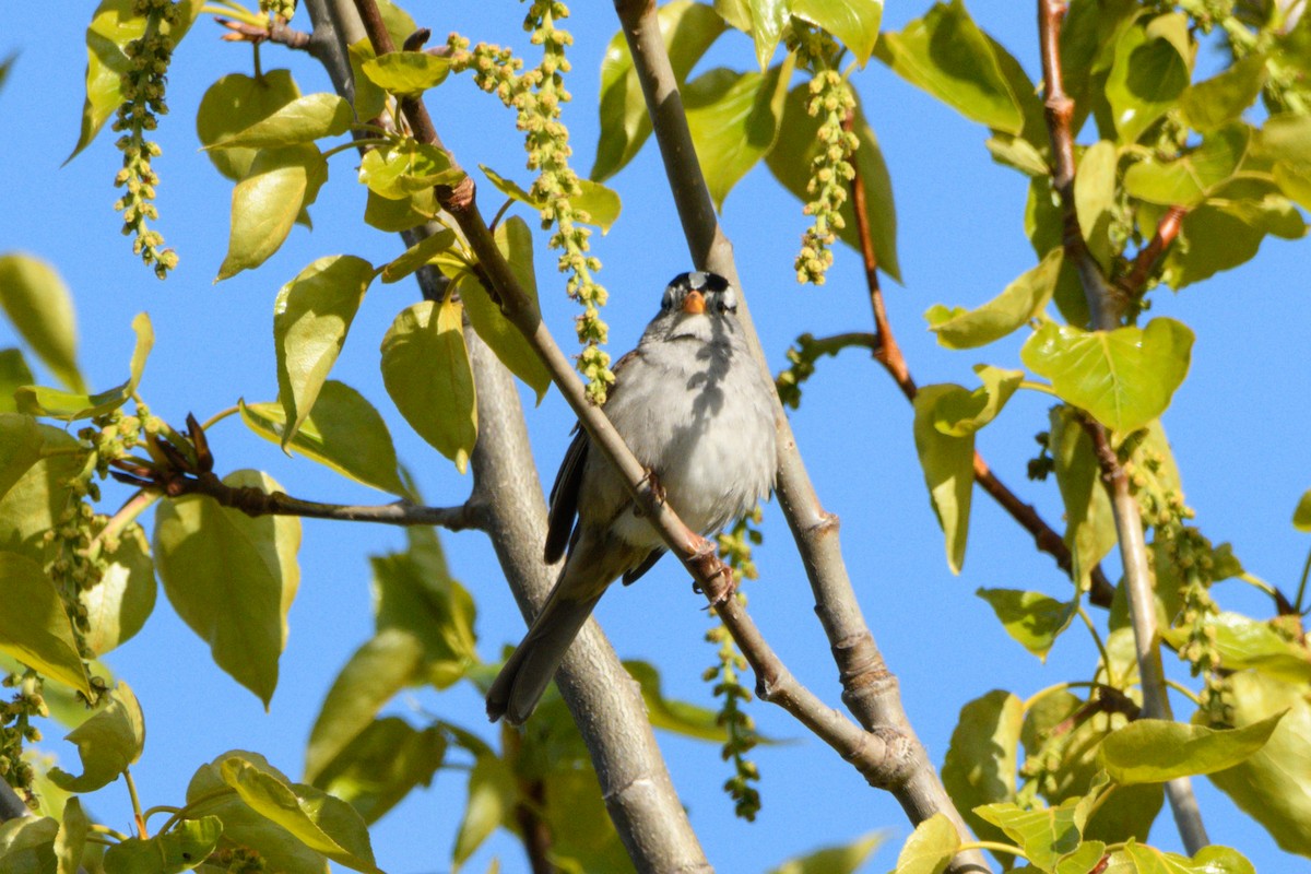 White-crowned Sparrow - ML619331071