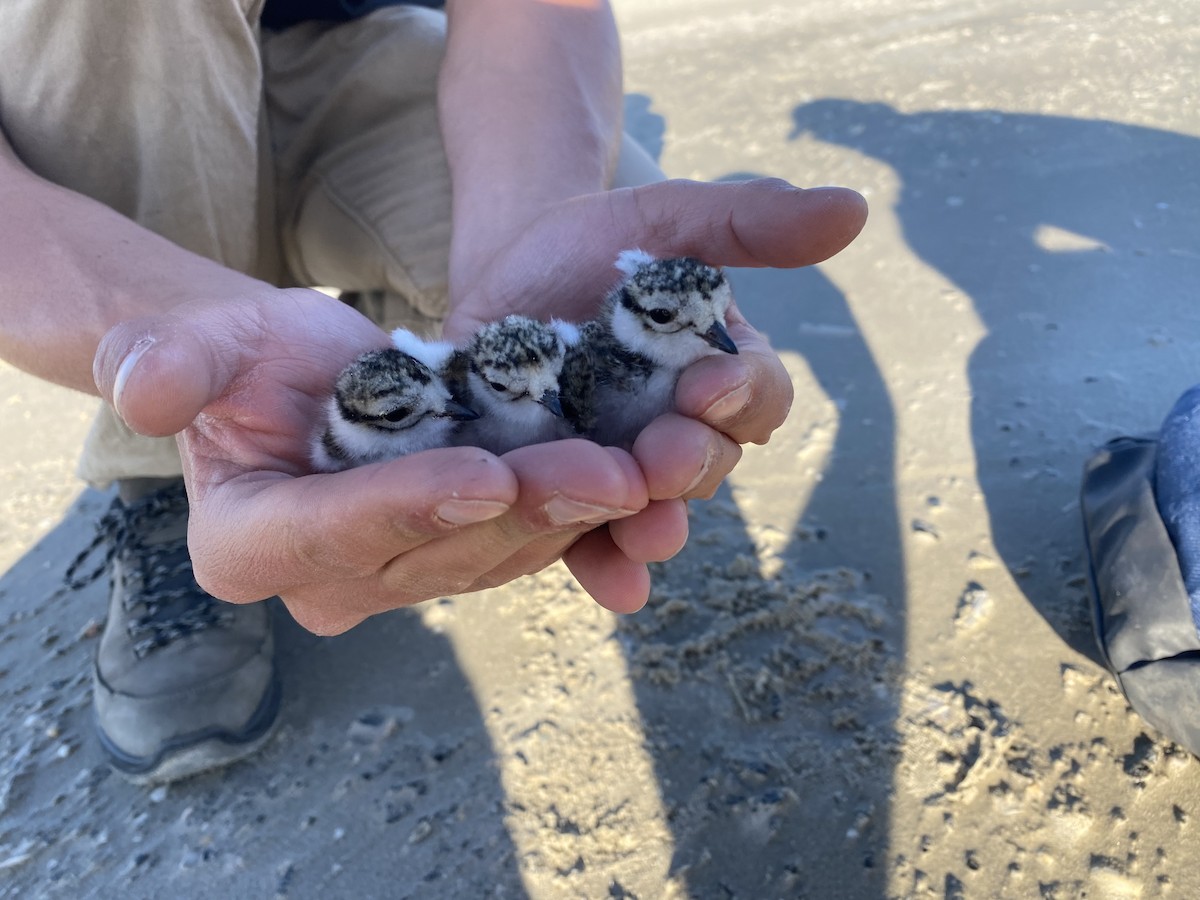 Common Ringed Plover - ML619331091