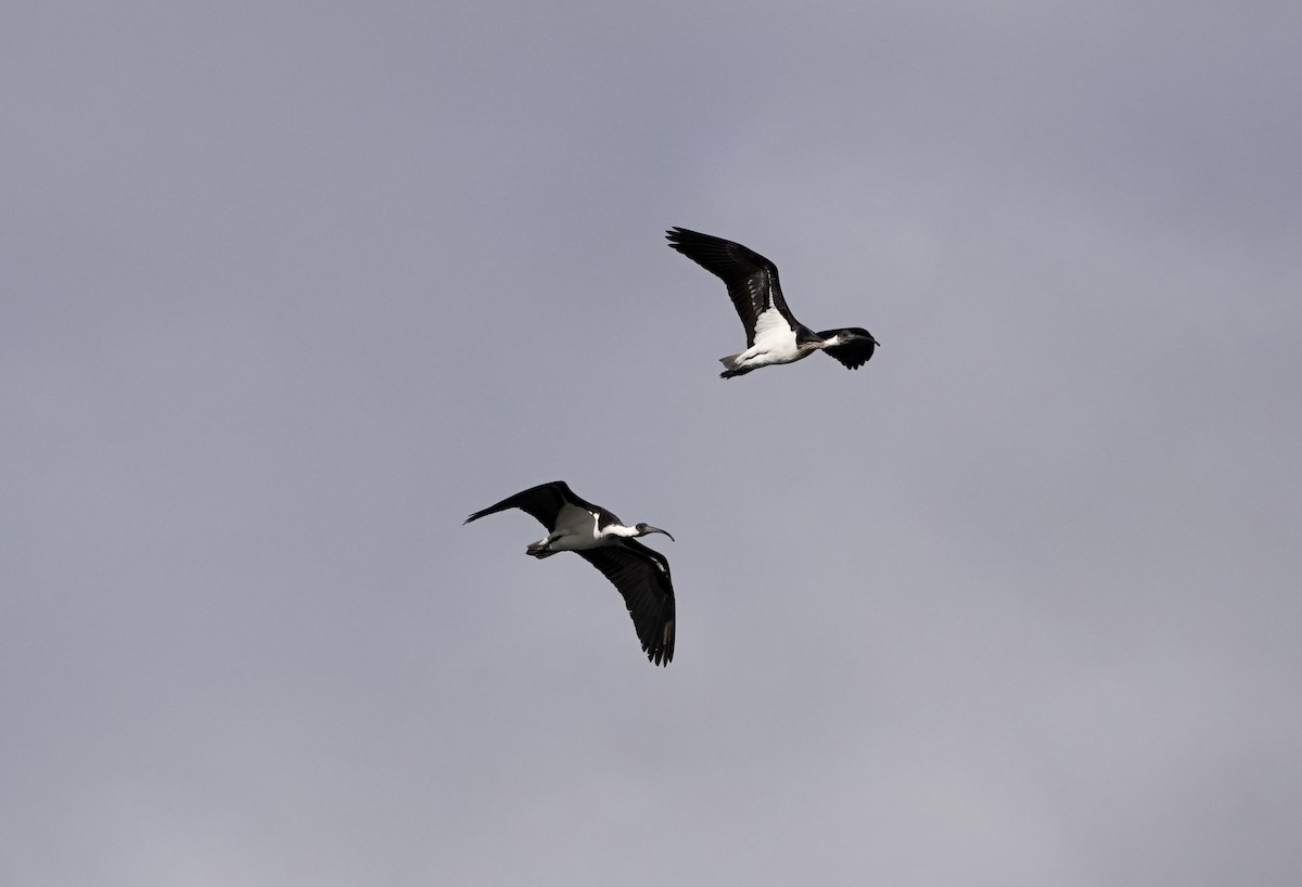 ibis slámokrký - ML619331126