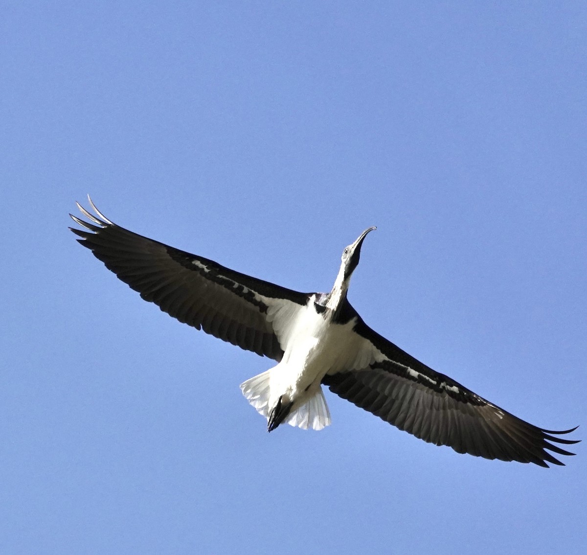 ibis slámokrký - ML619331143