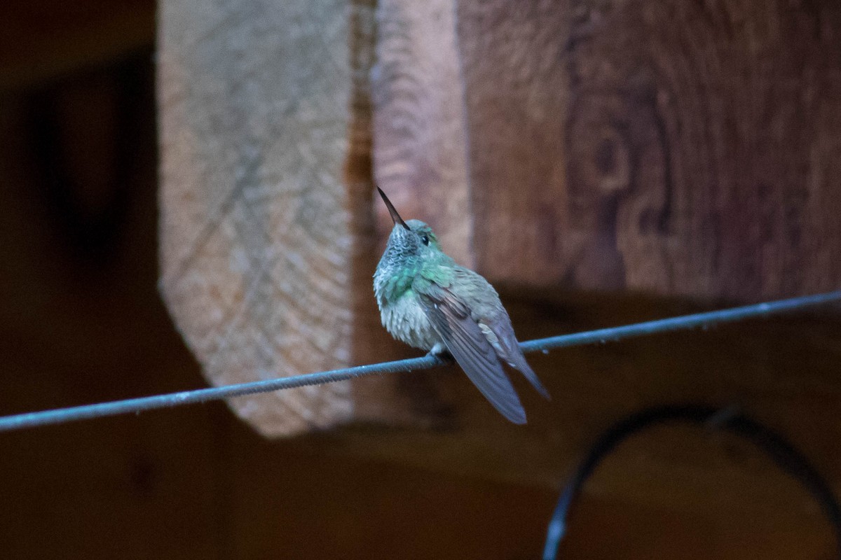 kolibřík mexický - ML619331187