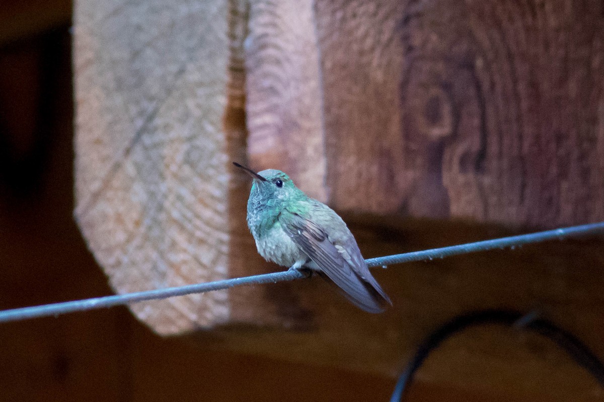 Berylline Hummingbird - ML619331188