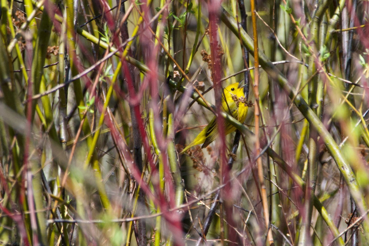 Yellow Warbler - ML619331220