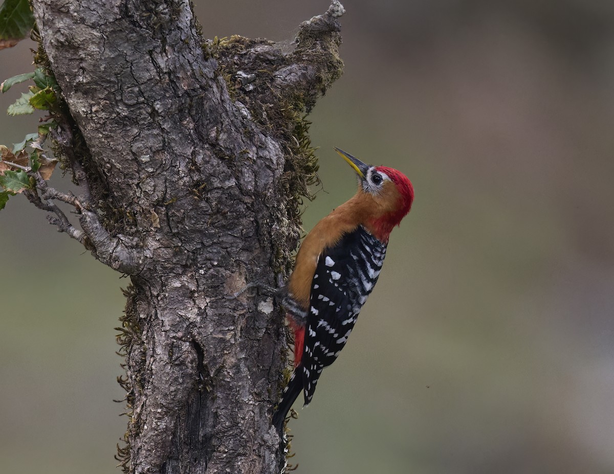 Rufous-bellied Woodpecker - ML619331221