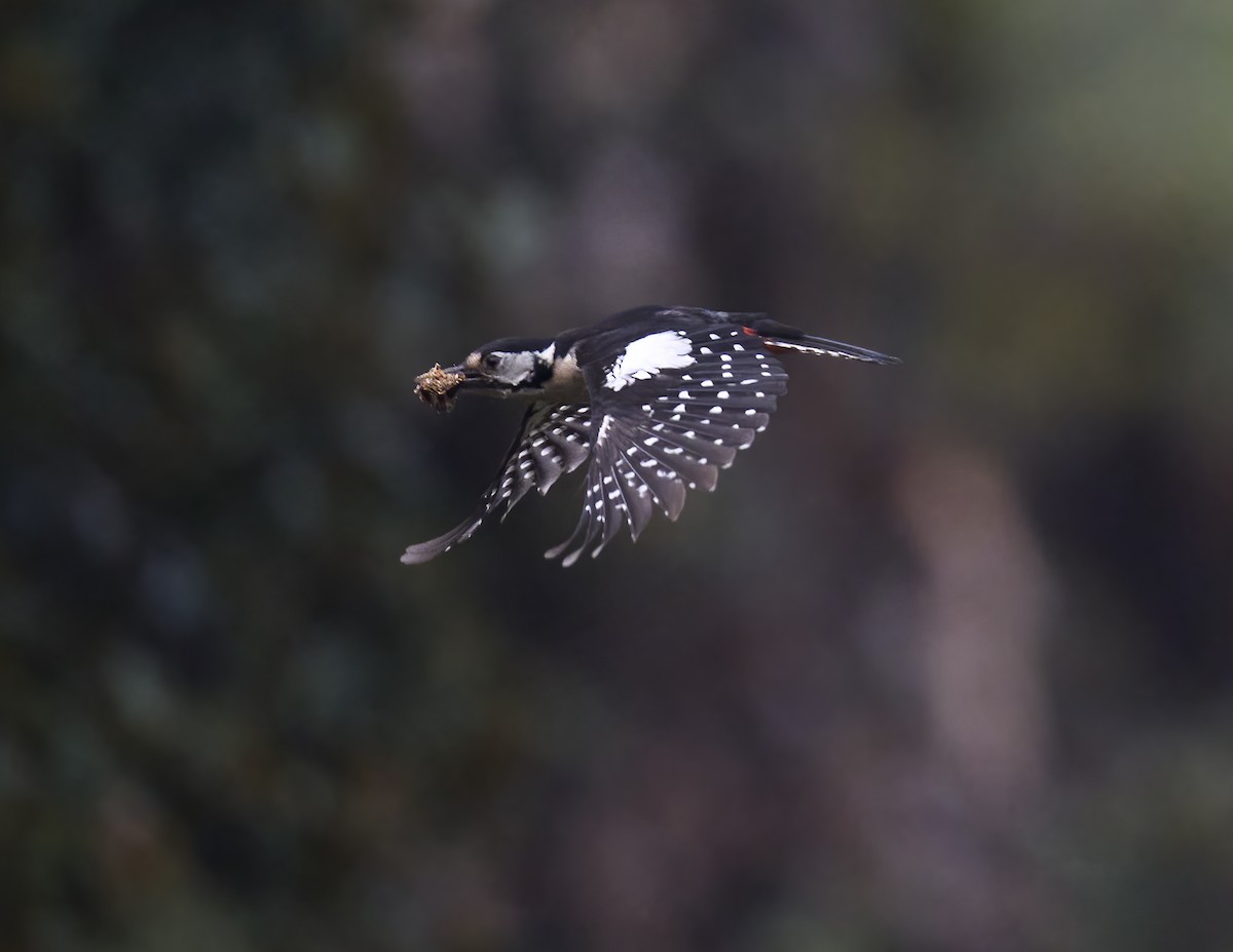 Himalayan Woodpecker - ML619331234