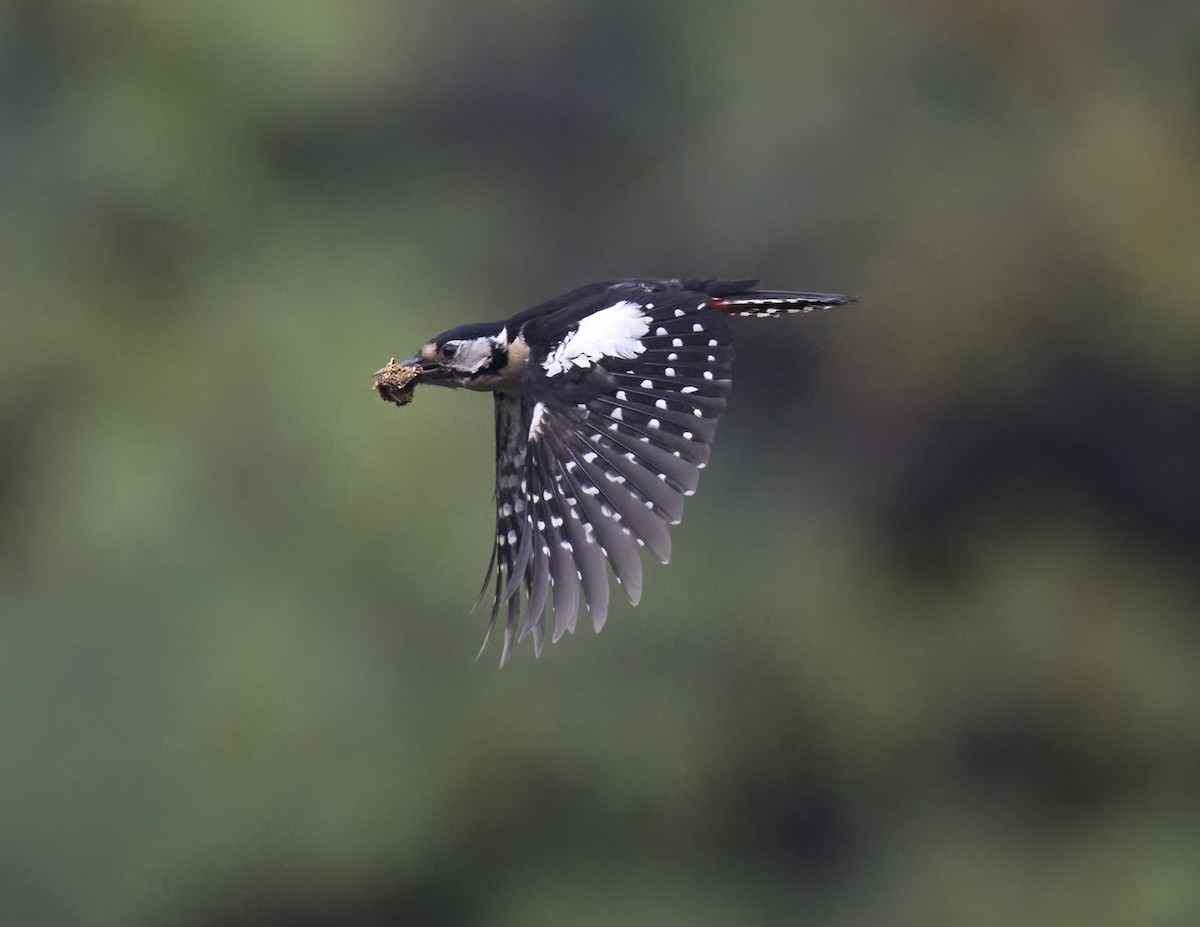 Himalayan Woodpecker - ML619331235