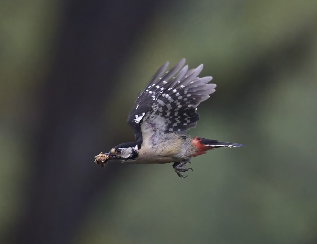 Himalayan Woodpecker - ML619331236