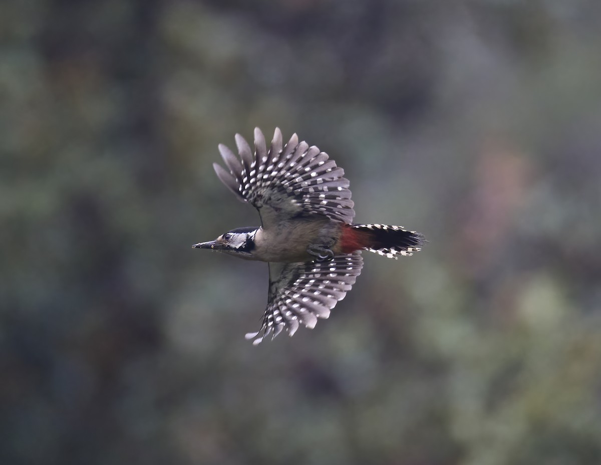 Himalayan Woodpecker - ML619331237