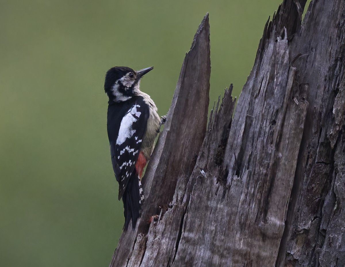 Himalayan Woodpecker - ML619331238