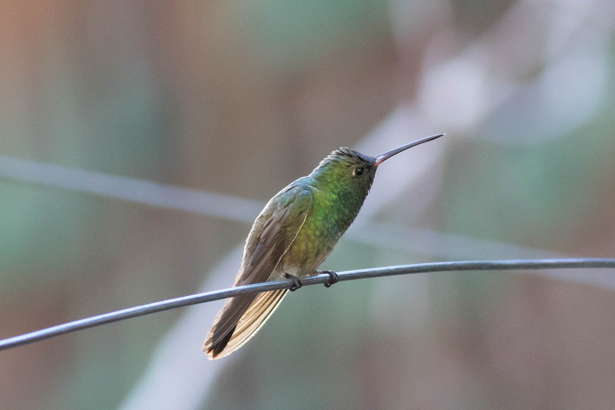 kolibřík mexický - ML619331244