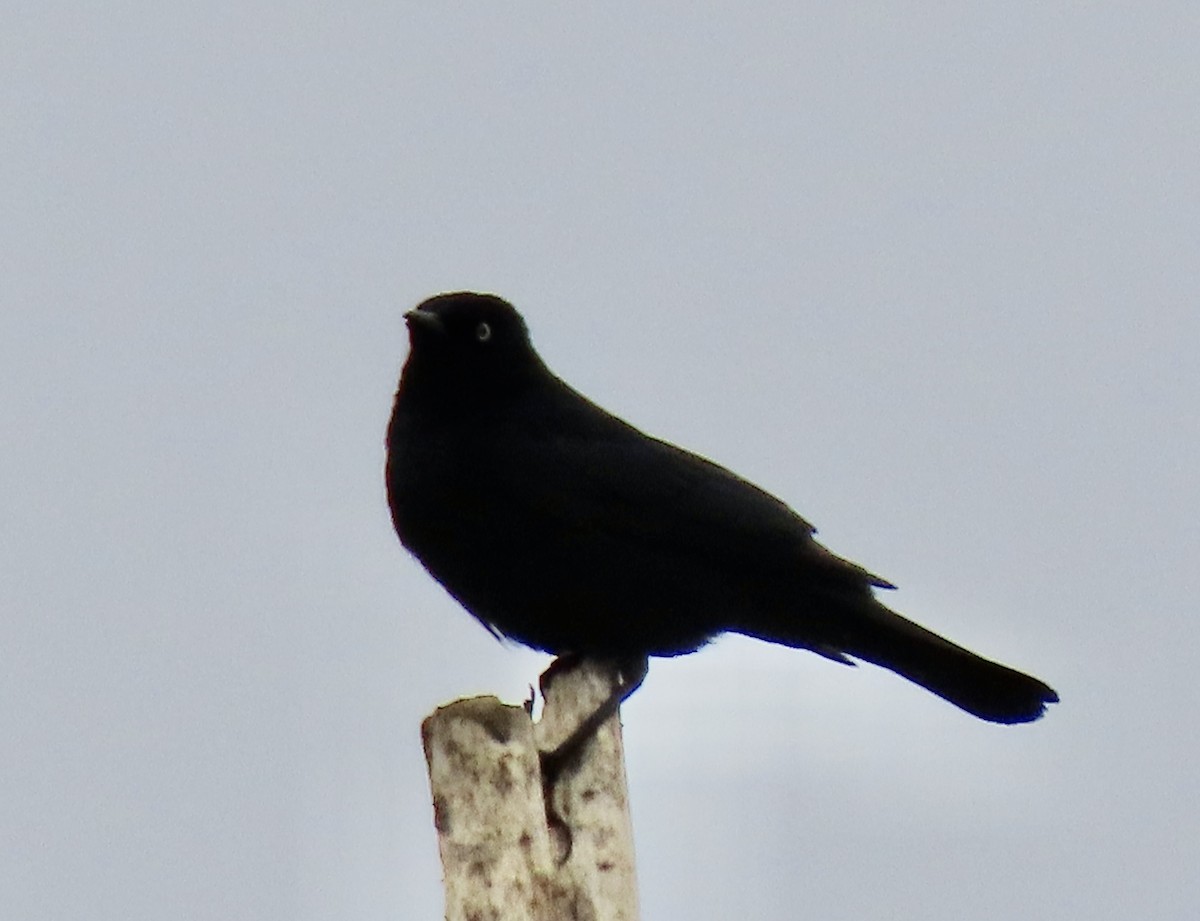 Rusty Blackbird - ML619331253
