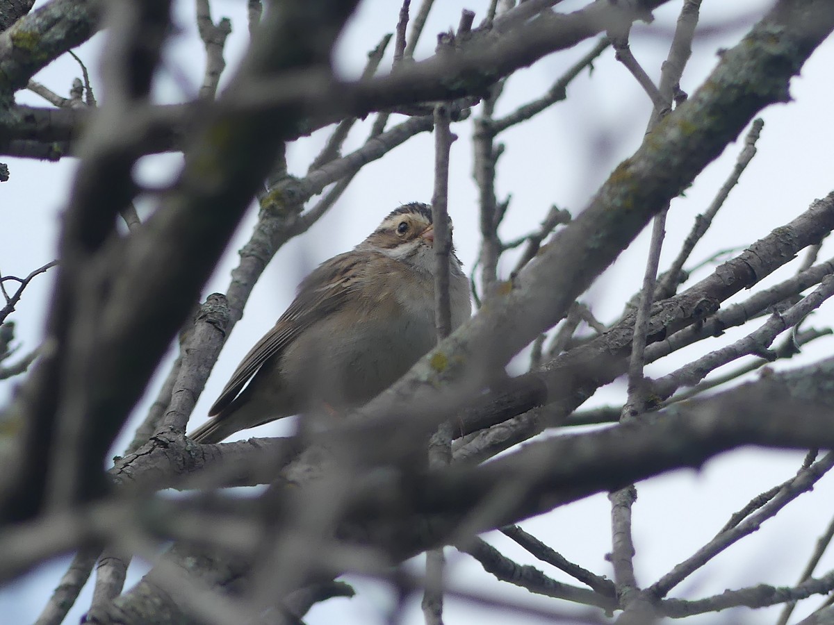 Clay-colored Sparrow - ML619331308