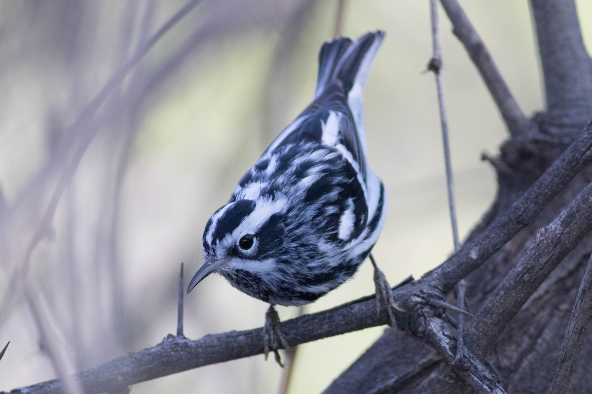 Black-and-white Warbler - ML619331312