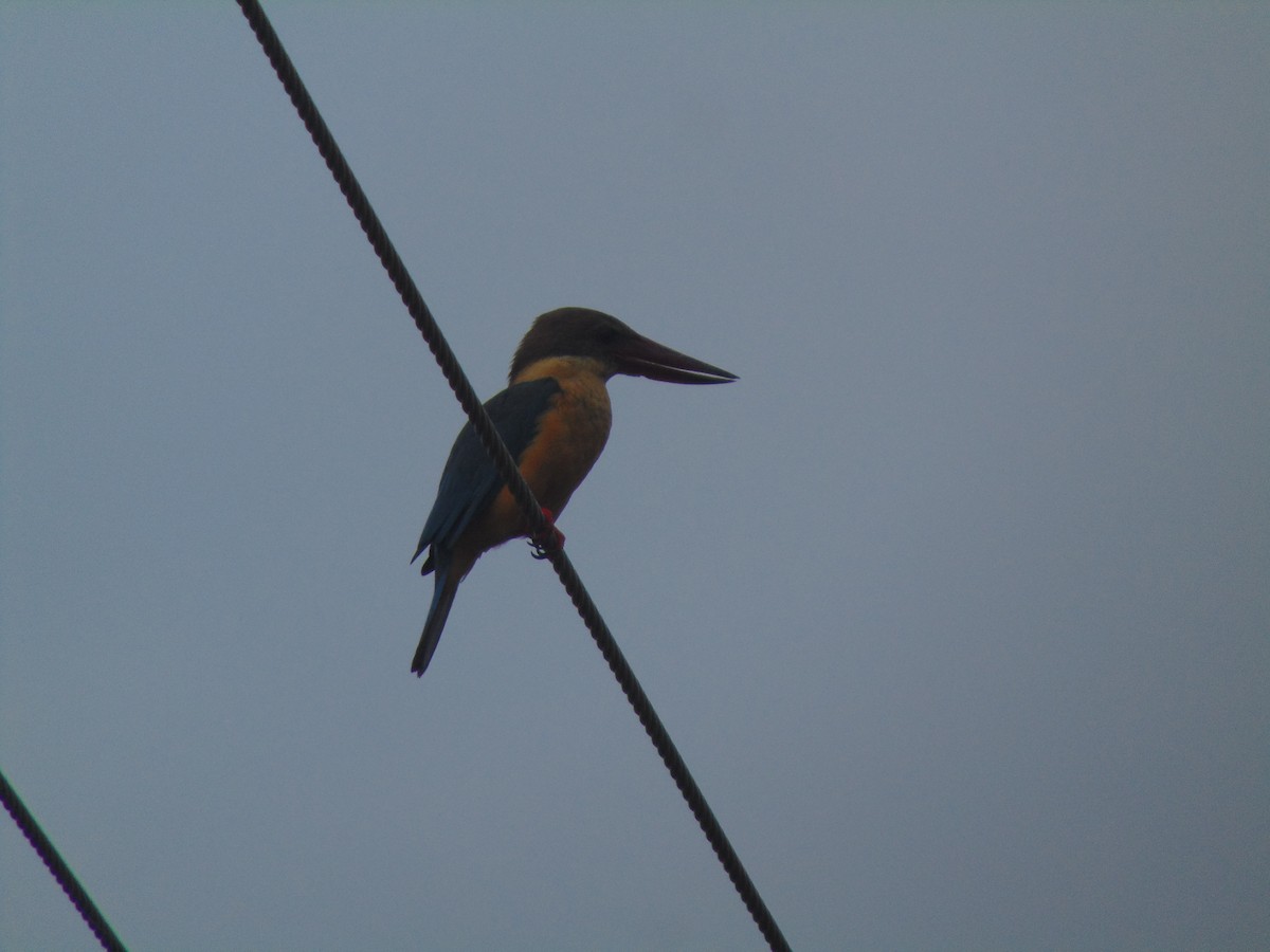 Stork-billed Kingfisher - ML619331380
