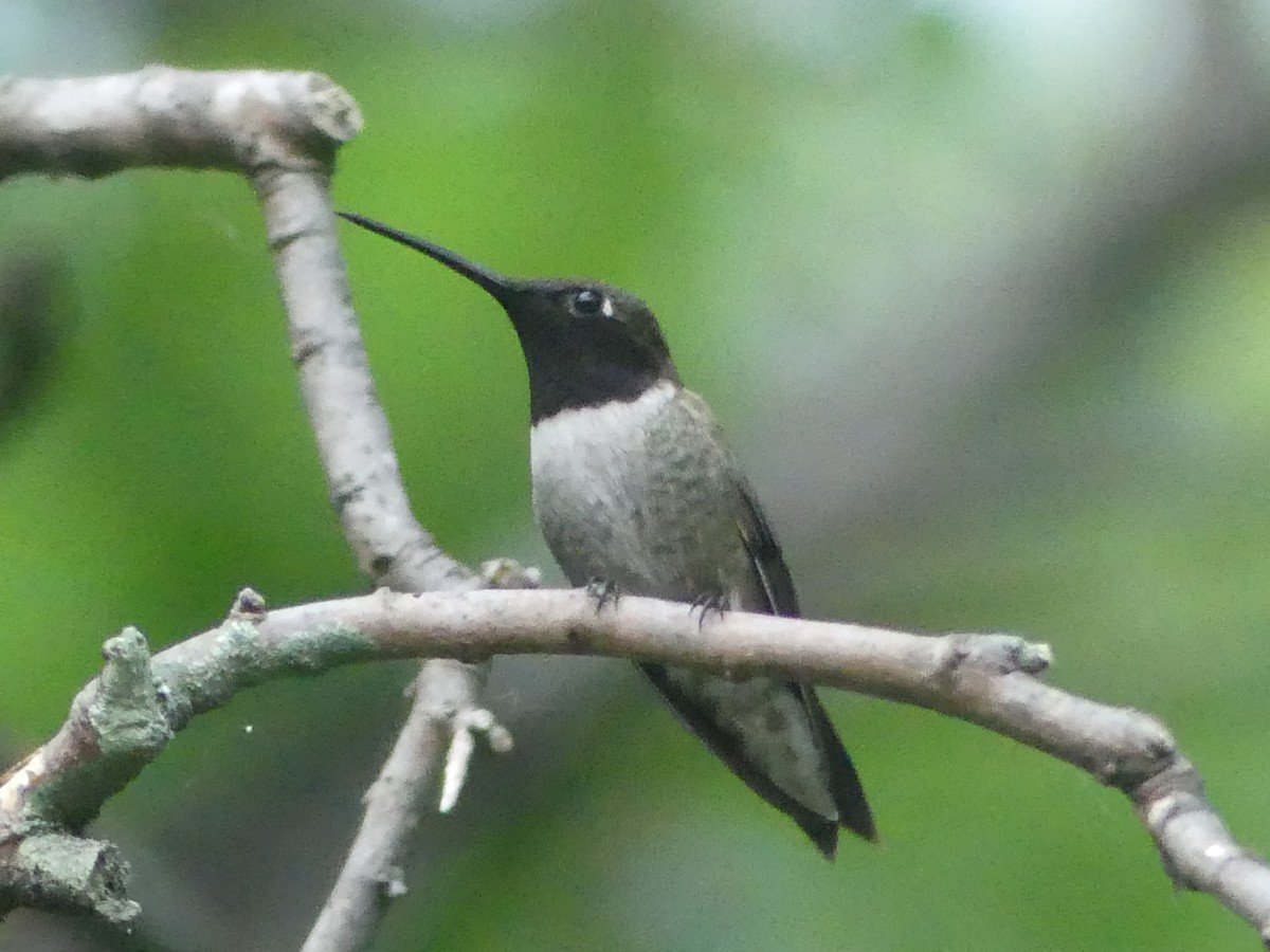 Black-chinned Hummingbird - ML619331383