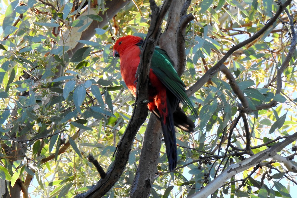 Avustralya Kral Papağanı - ML619331405