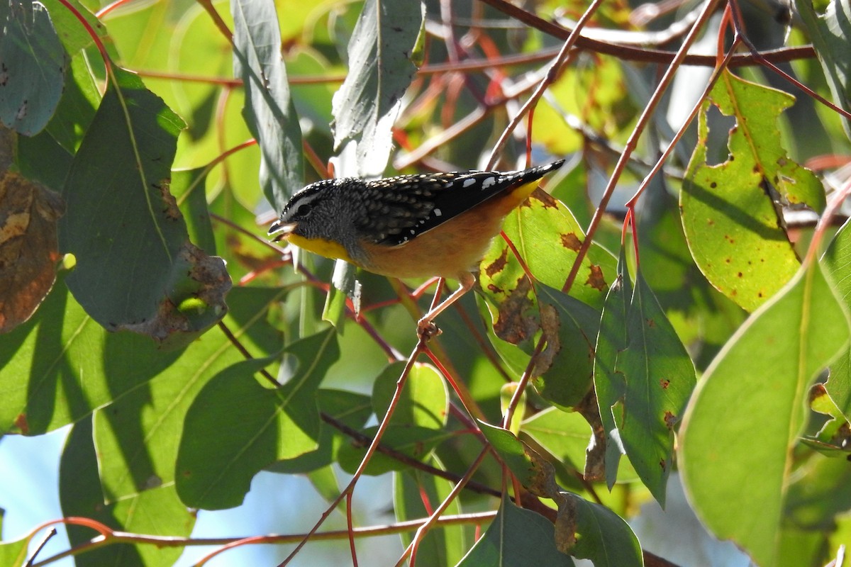 Spotted Pardalote - ML619331562