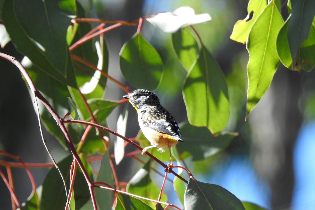 Spotted Pardalote - ML619331563