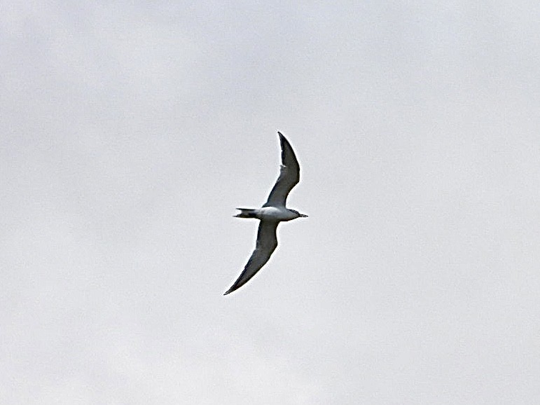 Gull-billed Tern - ML619331610