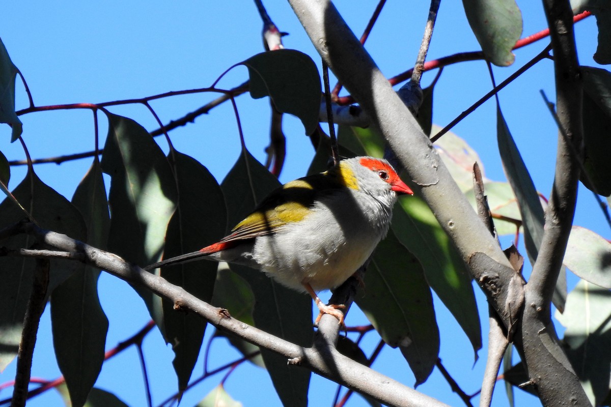 Red-browed Firetail - ML619331629