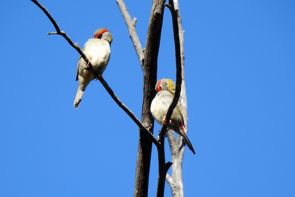 Red-browed Firetail - ML619331630