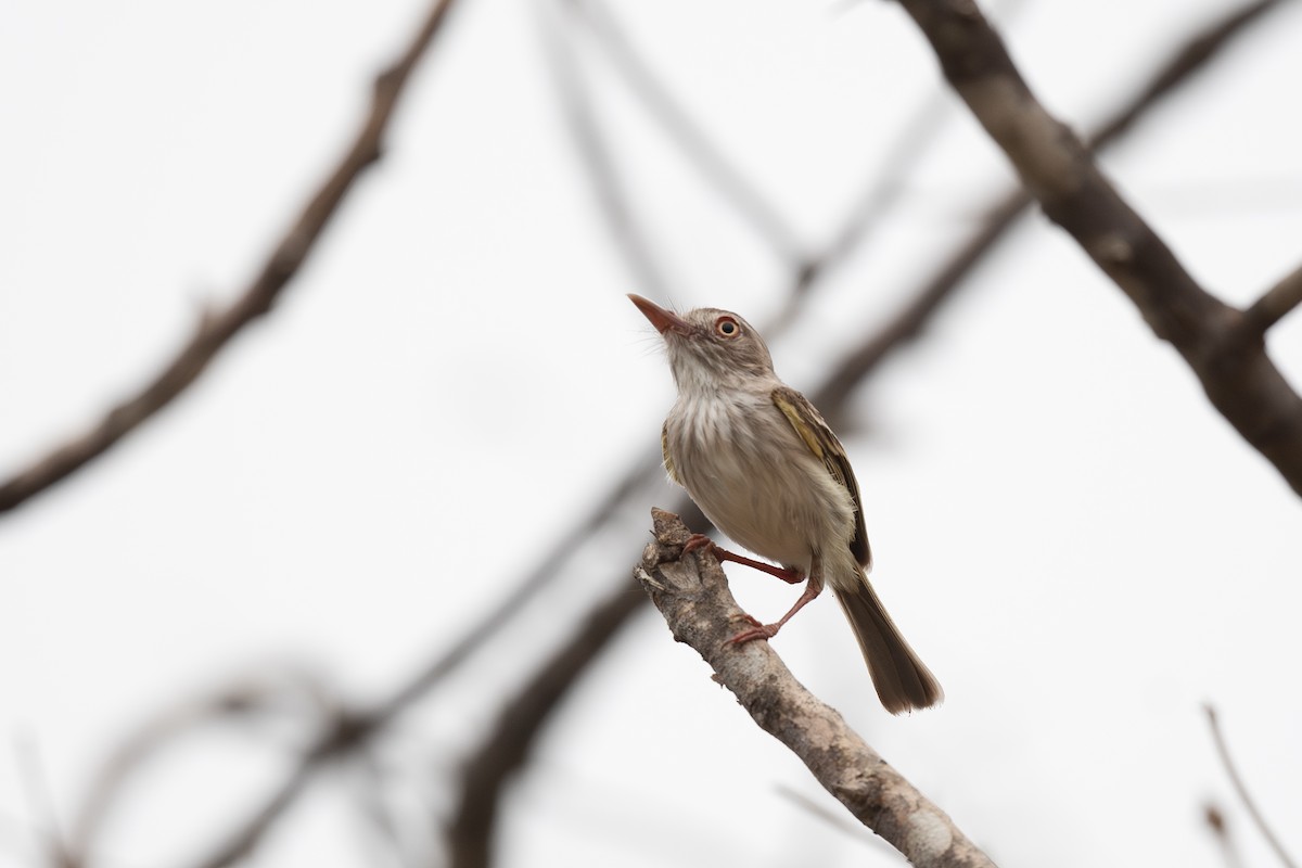Pearly-vented Tody-Tyrant - ML619331671