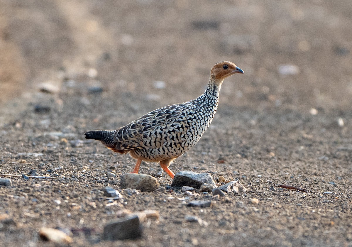 Painted Francolin - ML619331673