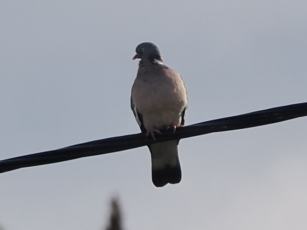 Common Wood-Pigeon - ML619331677