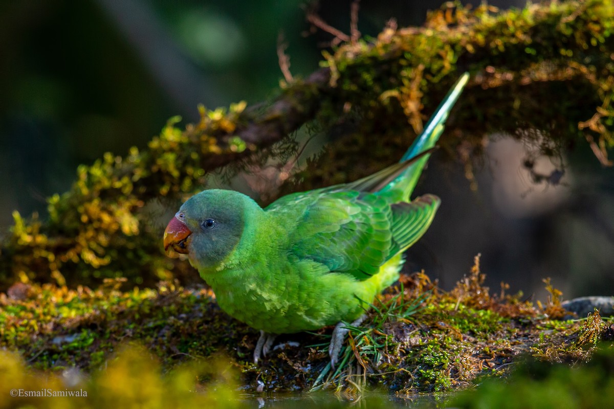 Himalaya Yeşil Papağanı - ML619331785