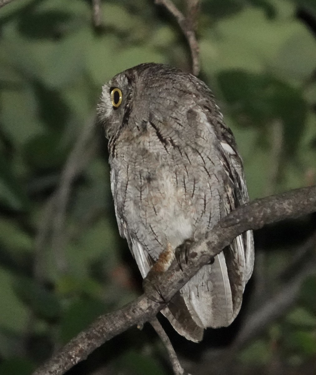 Western Screech-Owl - ML619331811
