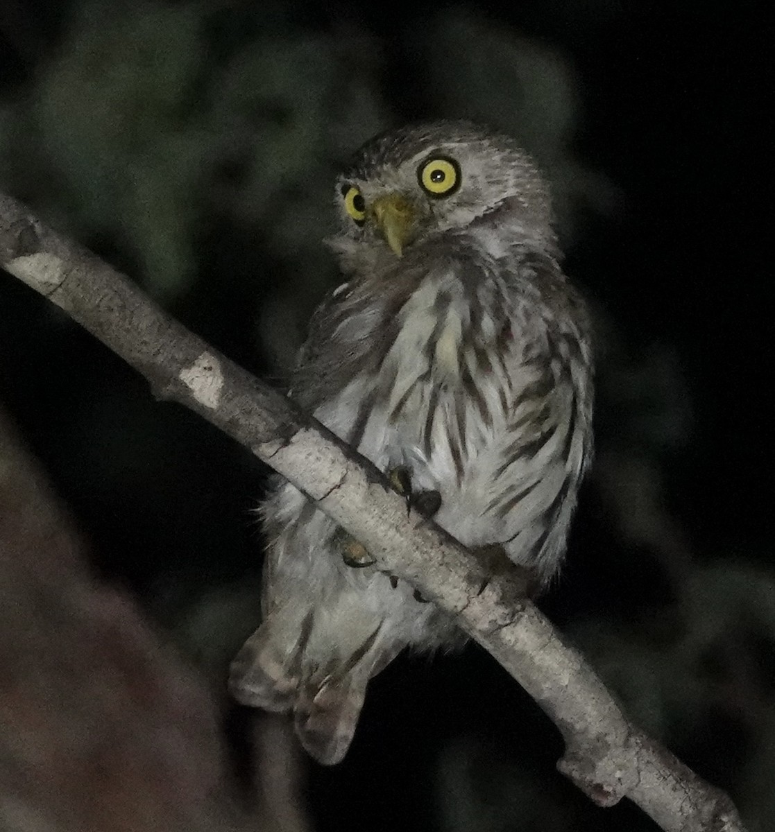 Ferruginous Pygmy-Owl - ML619331815