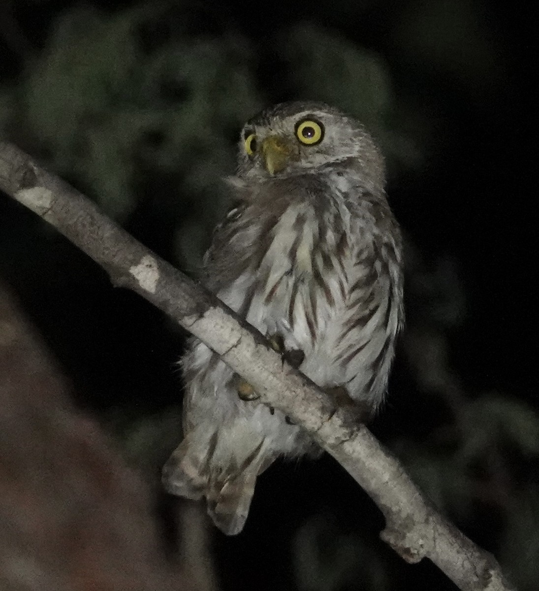 Ferruginous Pygmy-Owl - ML619331816