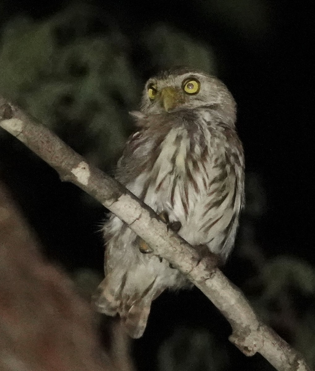 Ferruginous Pygmy-Owl - ML619331817