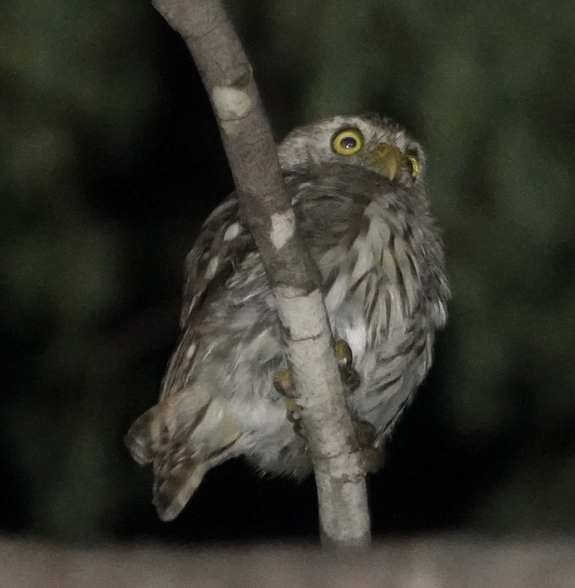 Ferruginous Pygmy-Owl - ML619331818