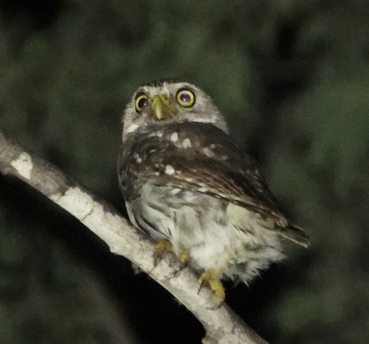 Ferruginous Pygmy-Owl - ML619331819