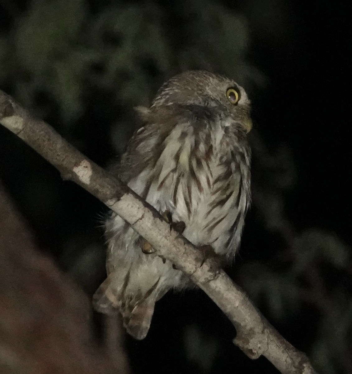 Ferruginous Pygmy-Owl - ML619331820