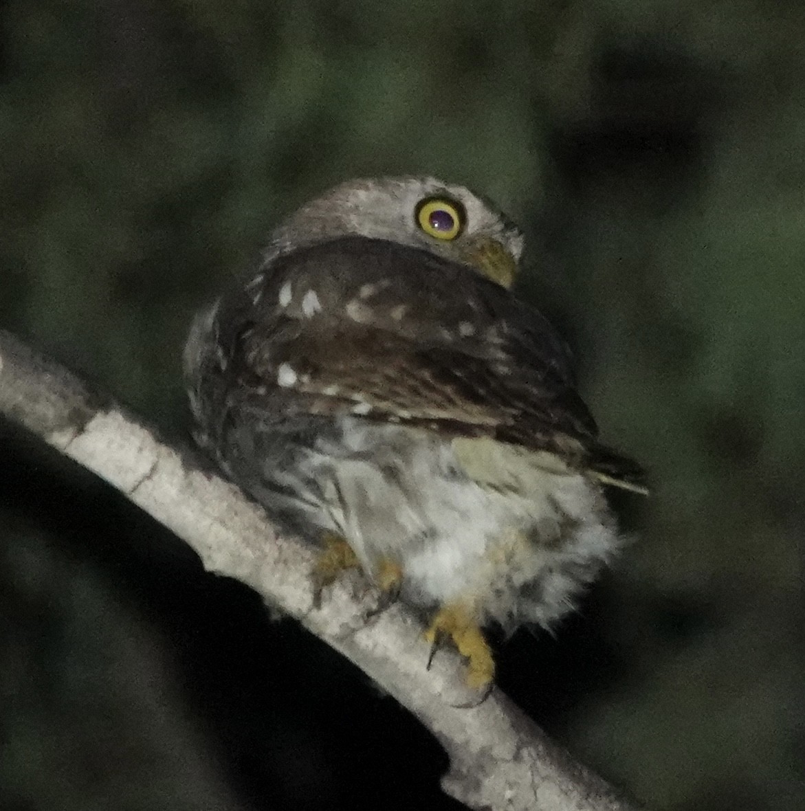 Ferruginous Pygmy-Owl - ML619331821