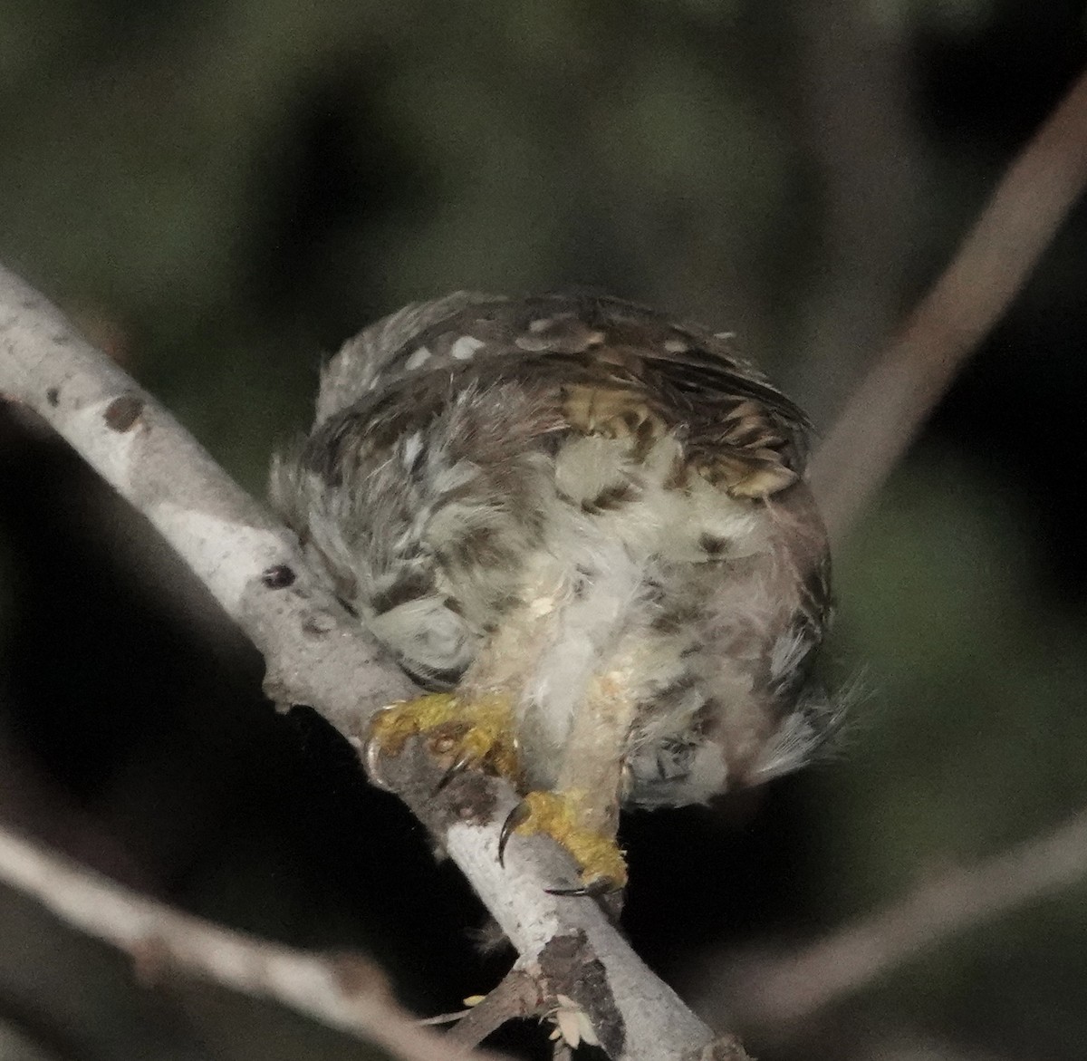 Ferruginous Pygmy-Owl - ML619331822