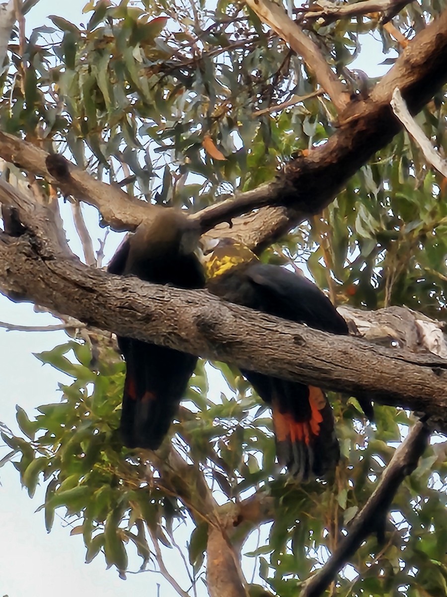 kakadu hnědohlavý - ML619331852