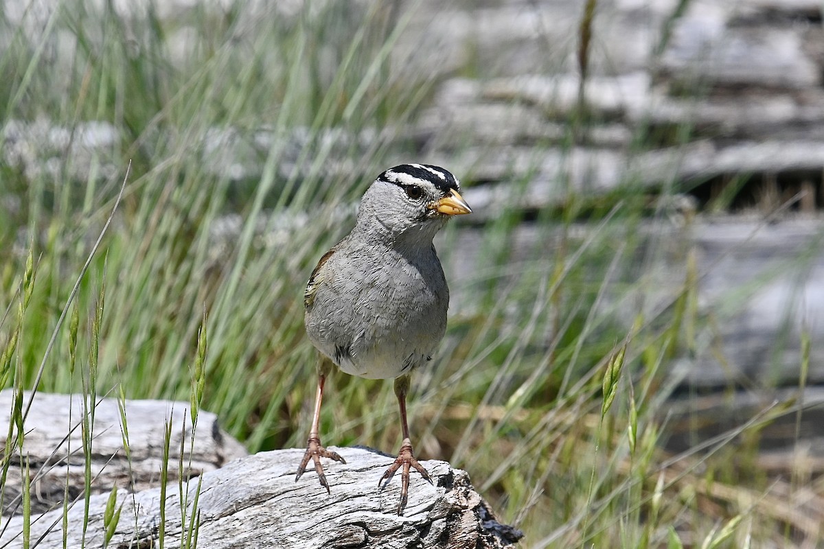 White-crowned Sparrow - ML619331862