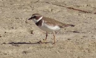Semipalmated Plover - ML619331867