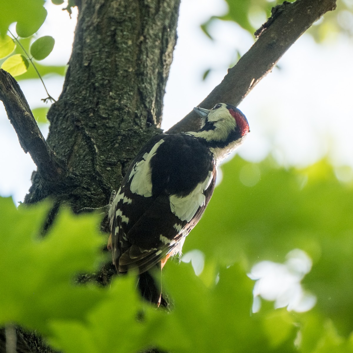 Syrian Woodpecker - ML619331870