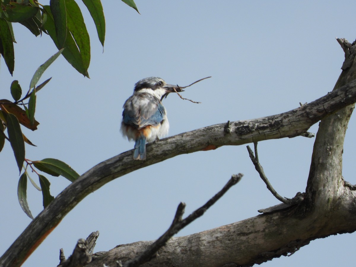 Red-backed Kingfisher - ML619331876