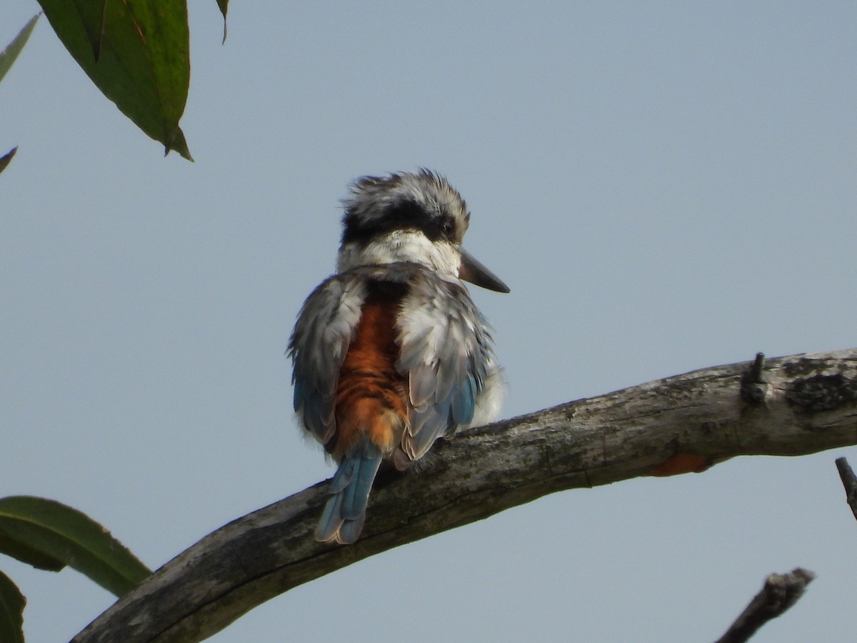 Red-backed Kingfisher - ML619331882