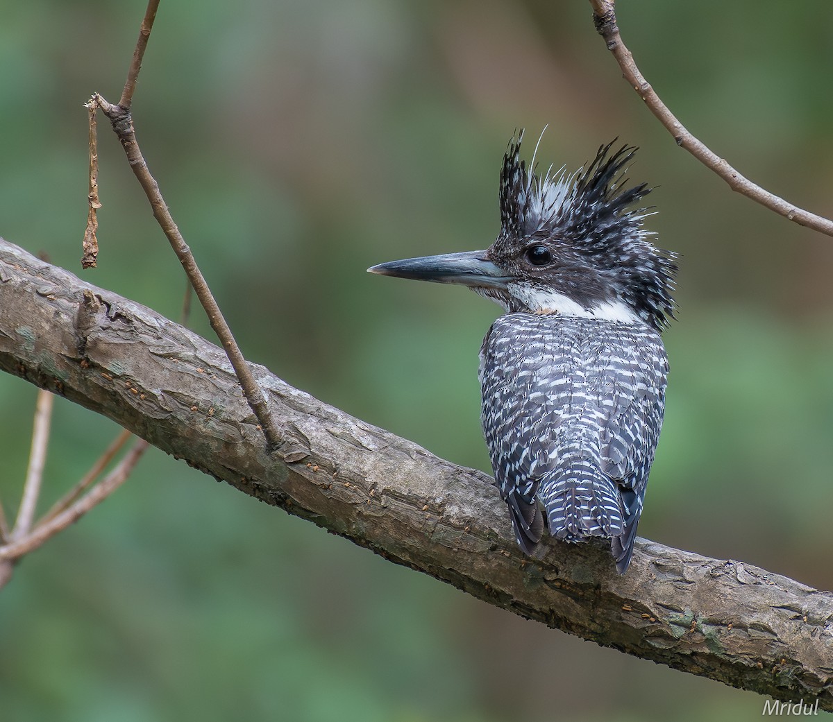 Crested Kingfisher - ML619331898