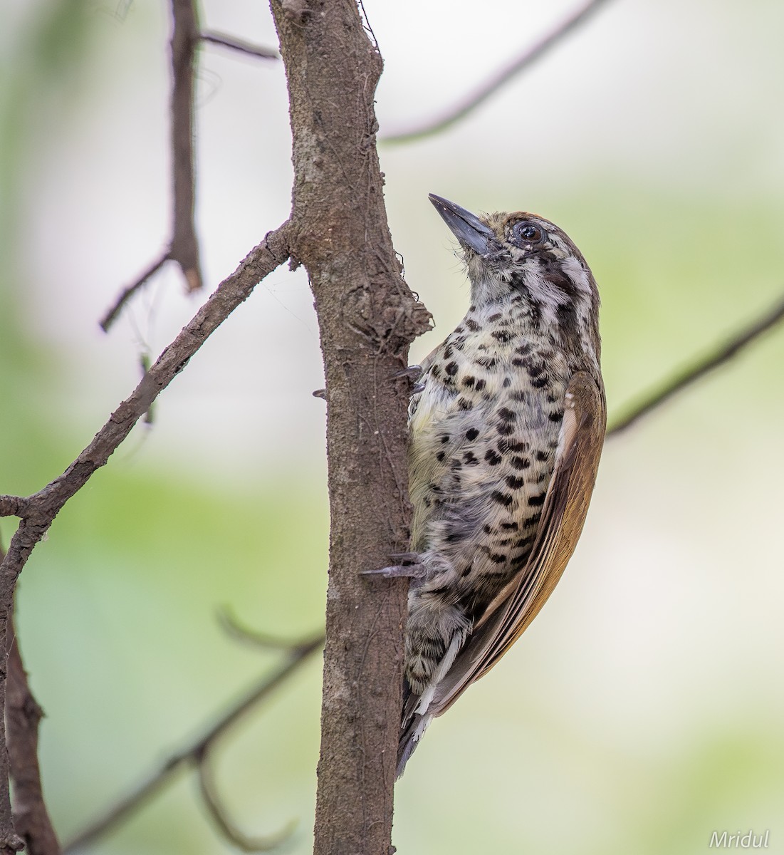 Speckled Piculet - ML619331900